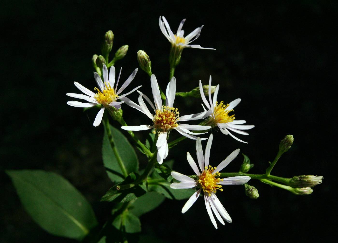 Eurybia macrophylla image