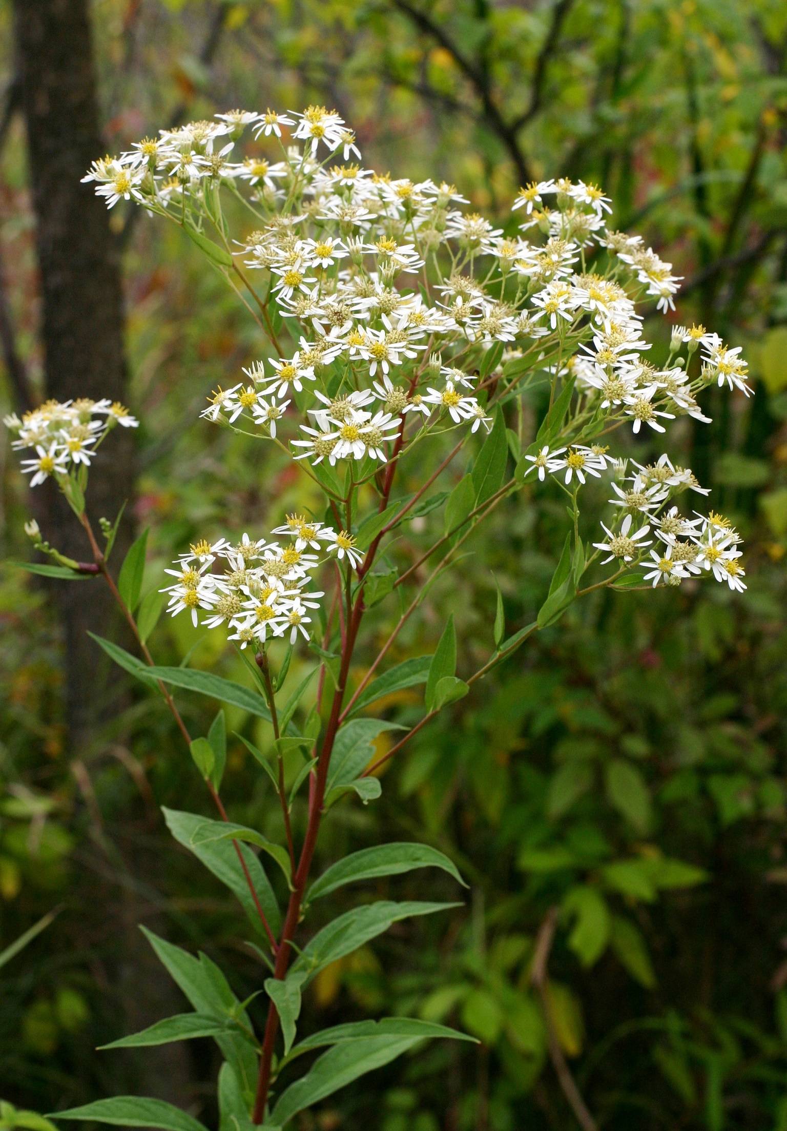 Doellingeria umbellata image