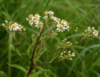 Doellingeria umbellata image