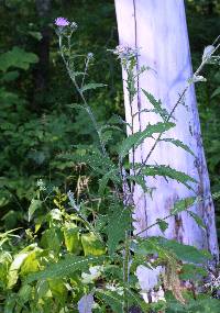 Image of Cirsium altissimum