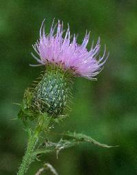 Cirsium altissimum image