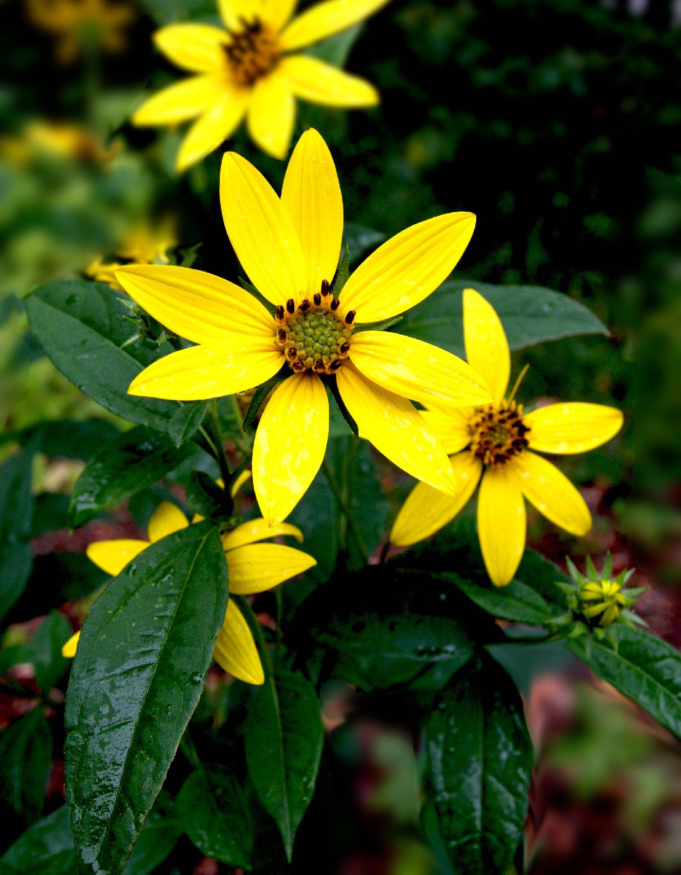 Helianthus decapetalus image