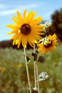 Image of Helianthus mollis