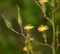 Image of Lactuca canadensis