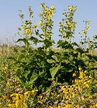 Silphium perfoliatum image