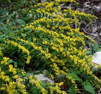 Image of Solidago caesia