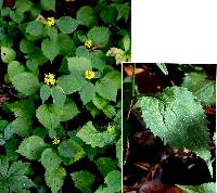 Image of Solidago flexicaulis