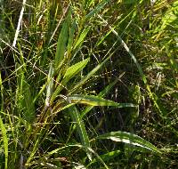 Solidago ohioensis image