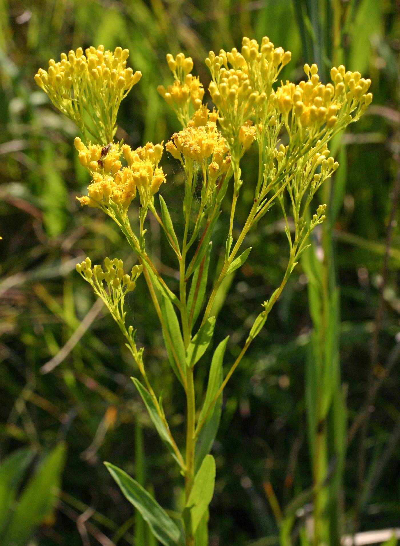 Solidago ohioensis image