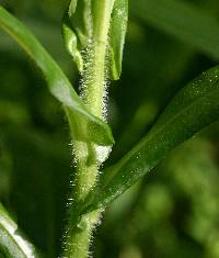 Symphyotrichum puniceum image