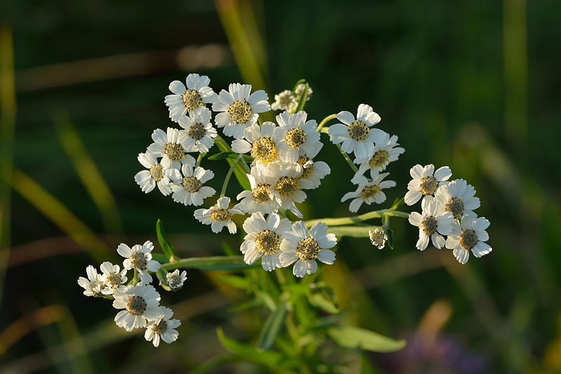 Achillea ptarmica image