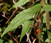 Solidago canadensis image