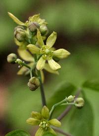 Caulophyllum thalictroides image