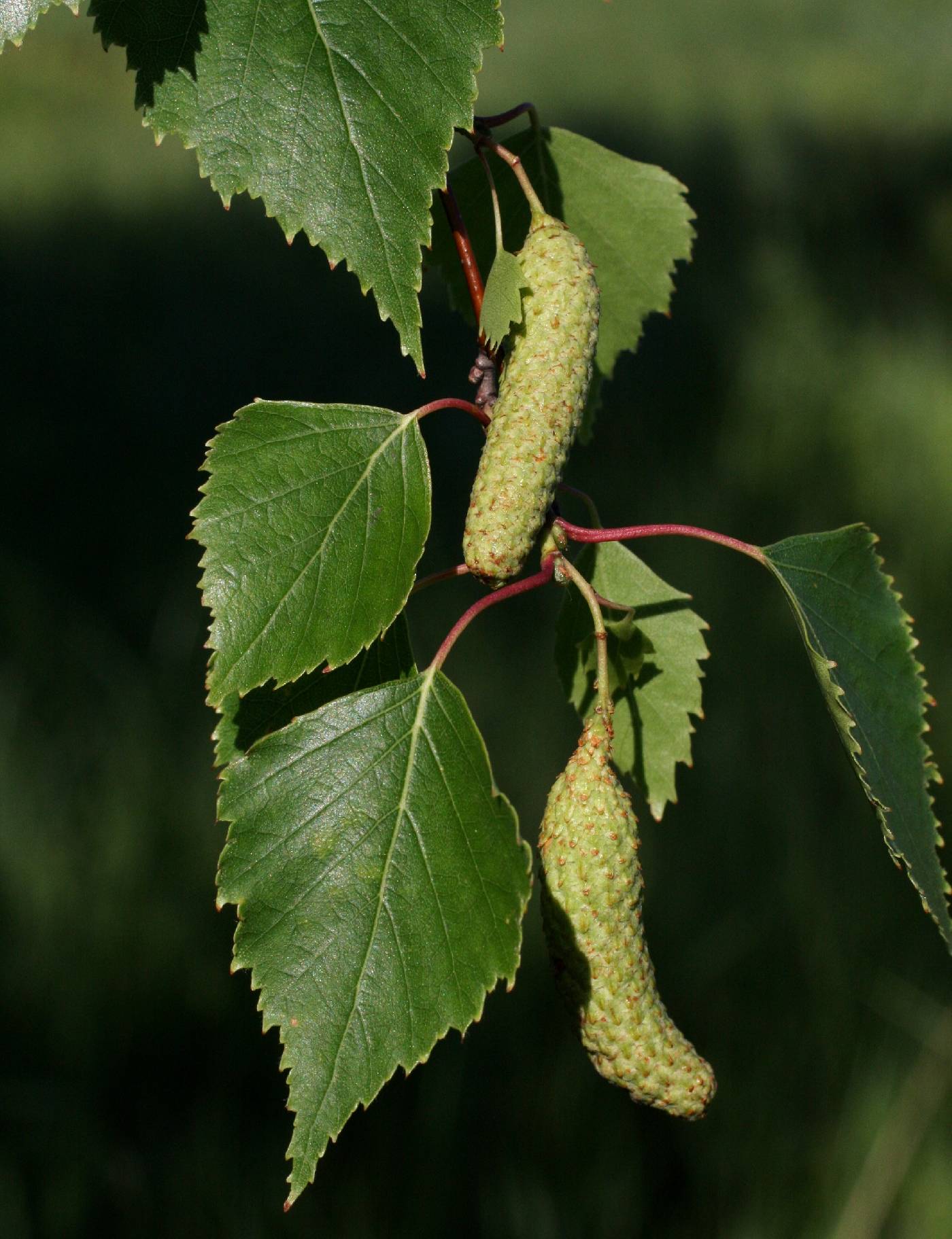 Betula image