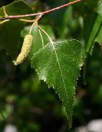 Image of Betula populifolia