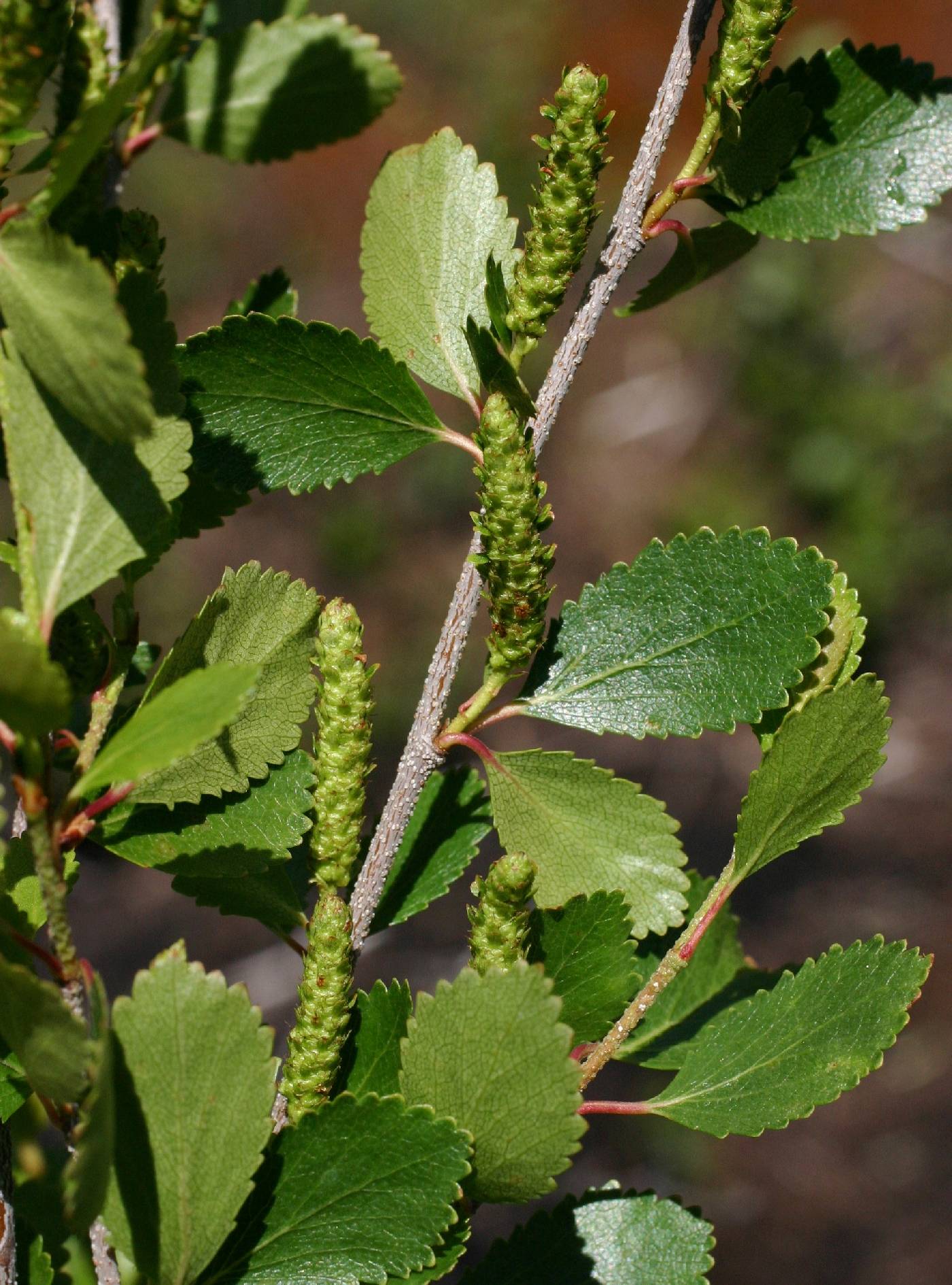 Betula pumila image