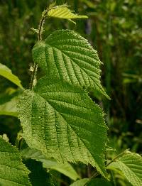 Corylus americana image