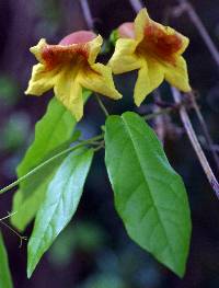 Image of Bignonia capreolata