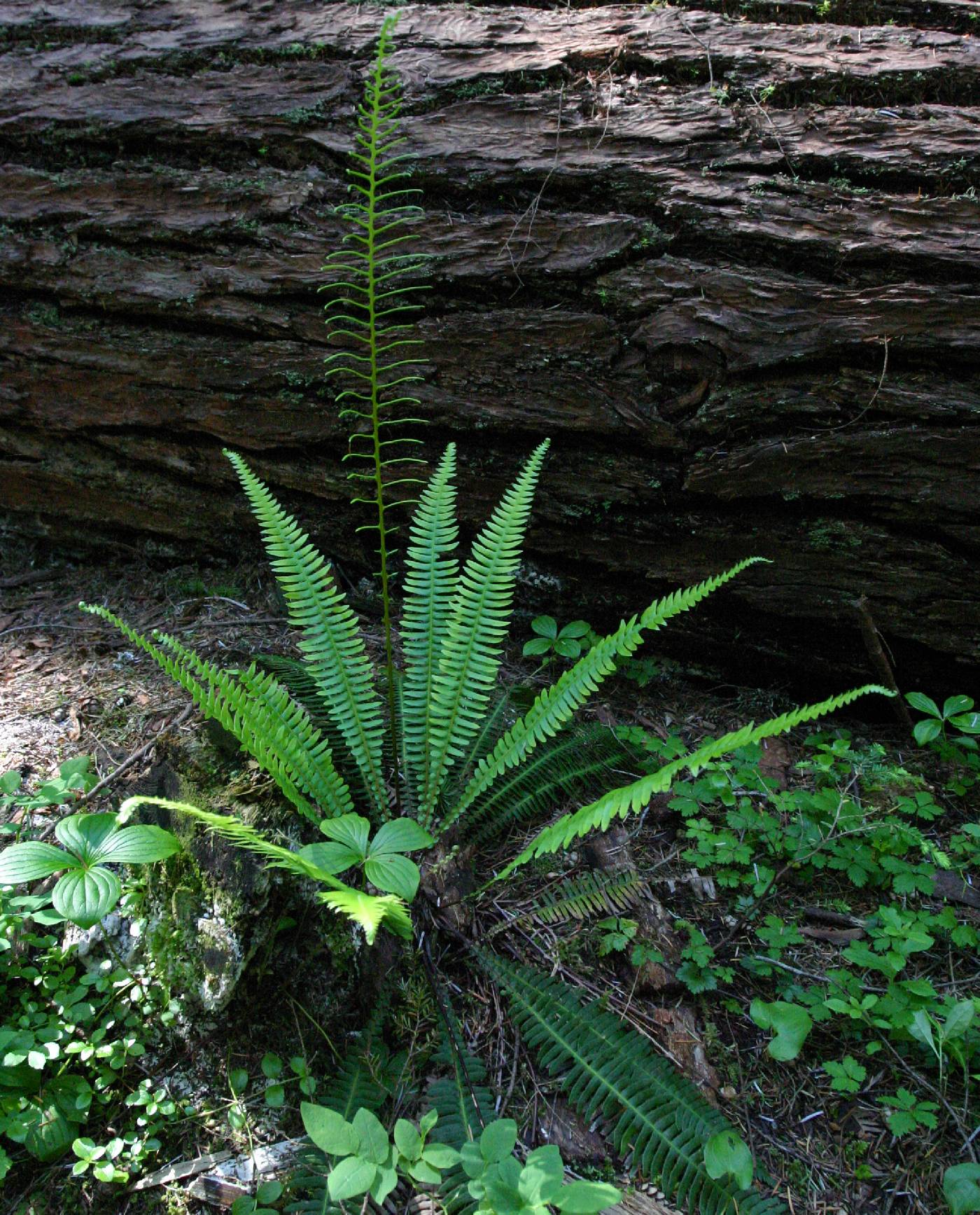 Blechnum spicant image