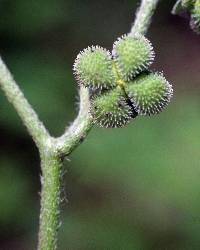 Andersonglossum virginianum image