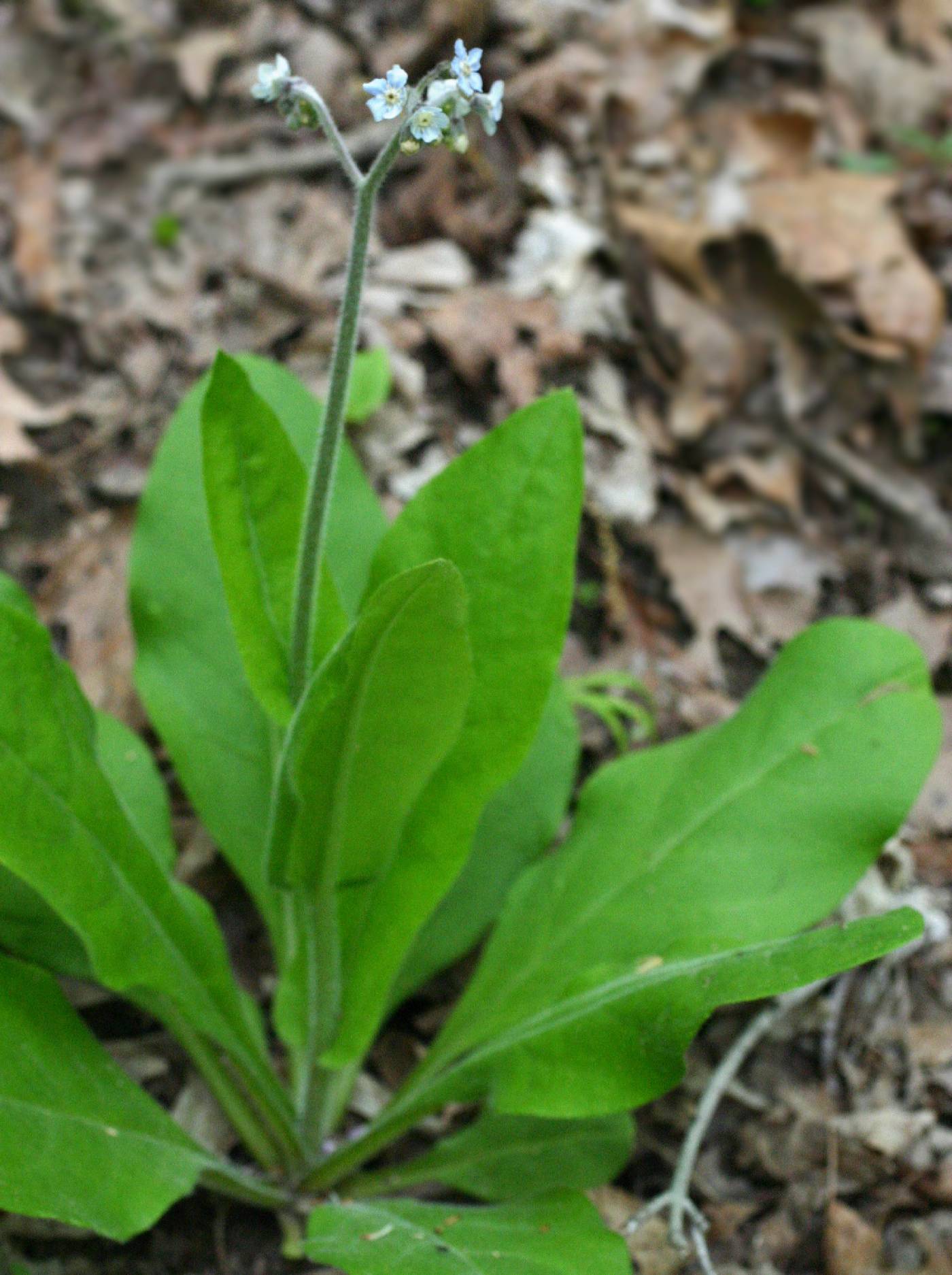 Andersonglossum virginianum image