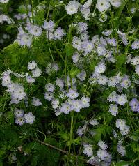 Phacelia purshii image