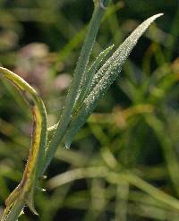 Camelina microcarpa image