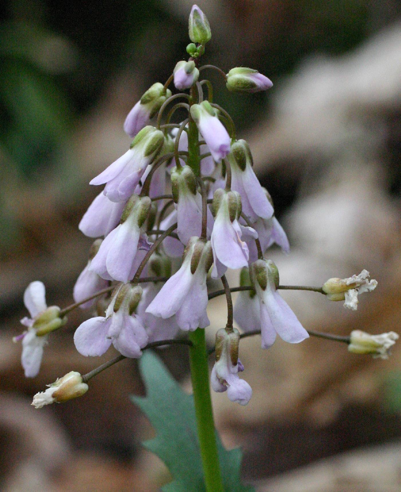 Cardamine douglassii image