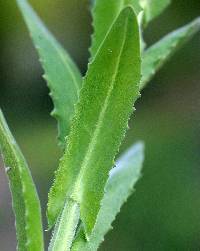 Image of Lepidium campestre