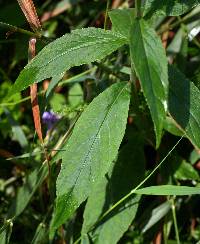 Lobelia cardinalis image