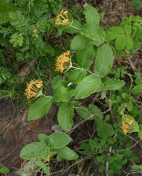 Image of Lonicera dioica