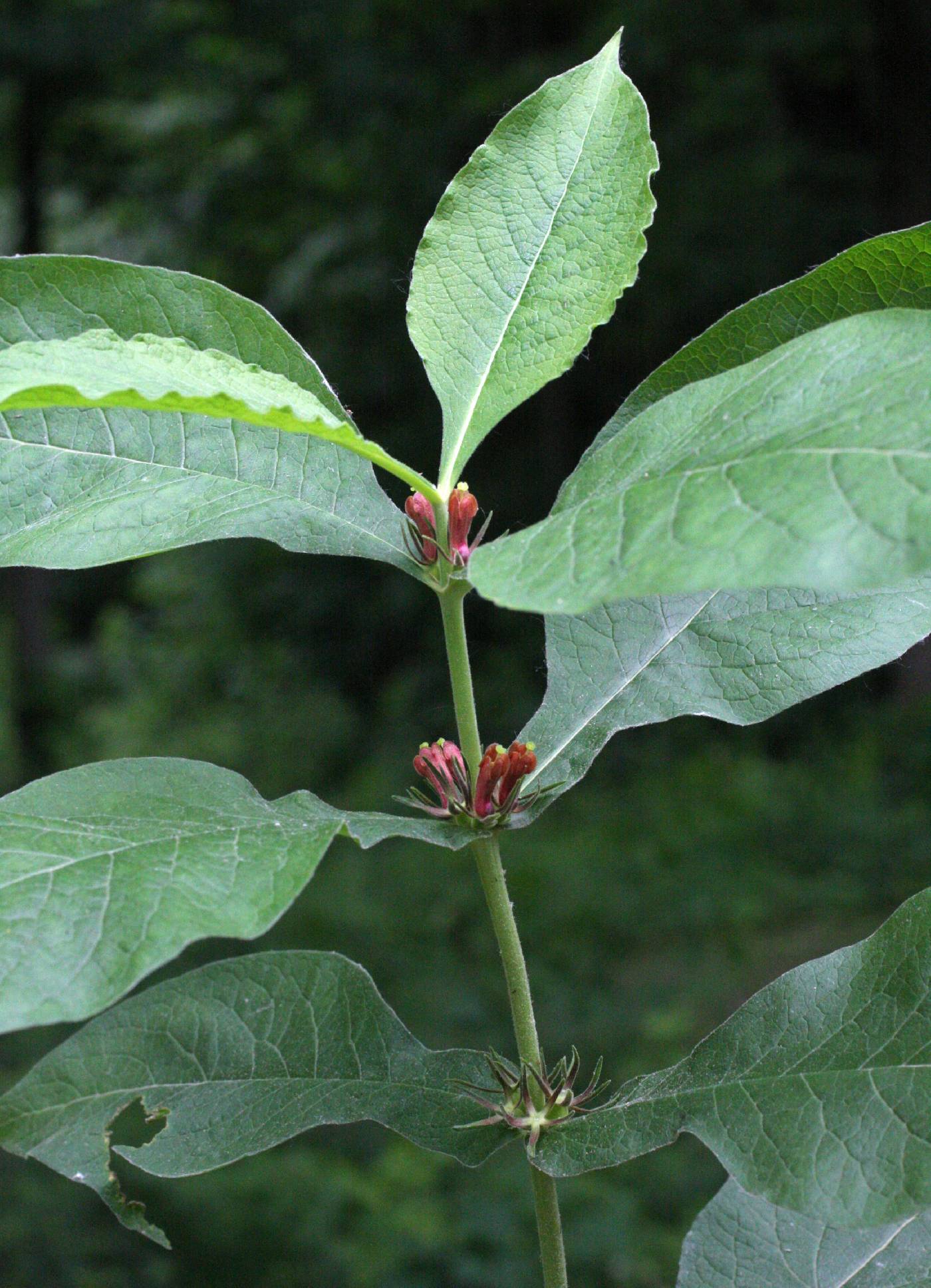 Triosteum perfoliatum image