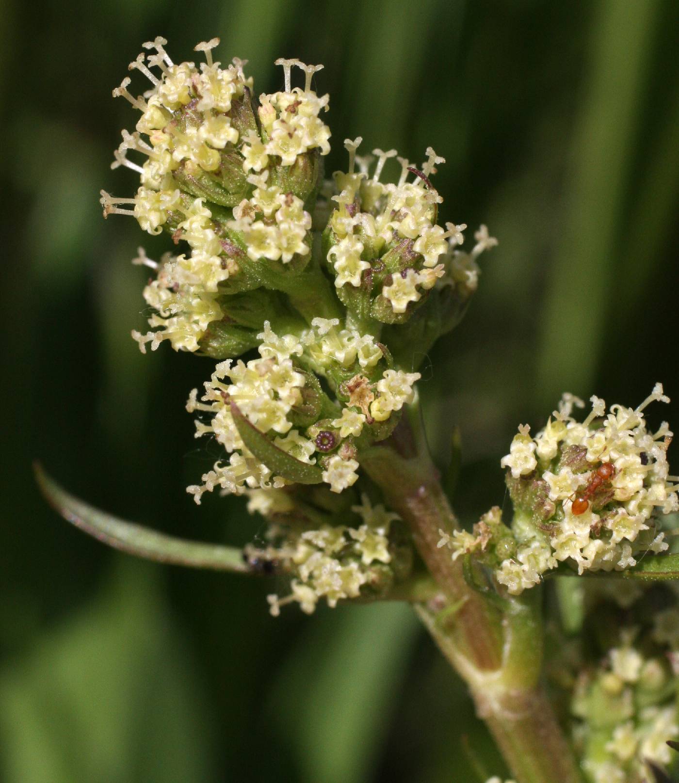 Valeriana edulis subsp. ciliata image