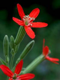 Silene regia image