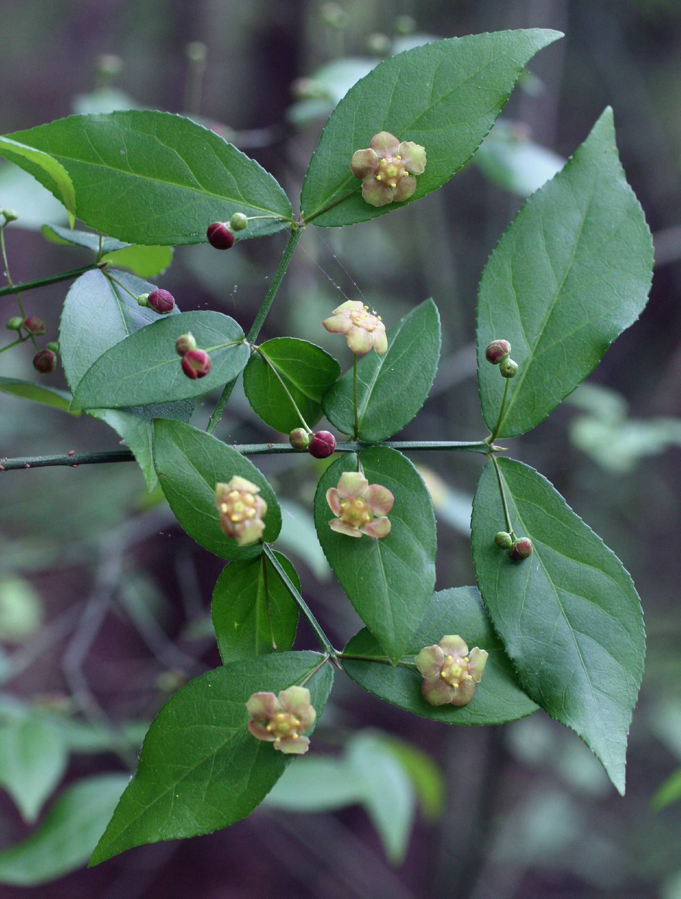 Euonymus americanus image