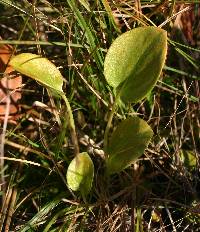 Parnassia glauca image