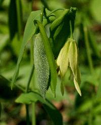 Image of Uvularia grandiflora