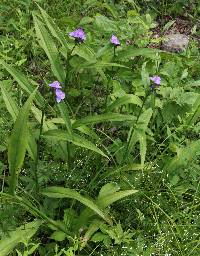 Image of Tradescantia subaspera