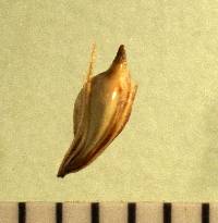 Bolboschoenus fluviatilis image