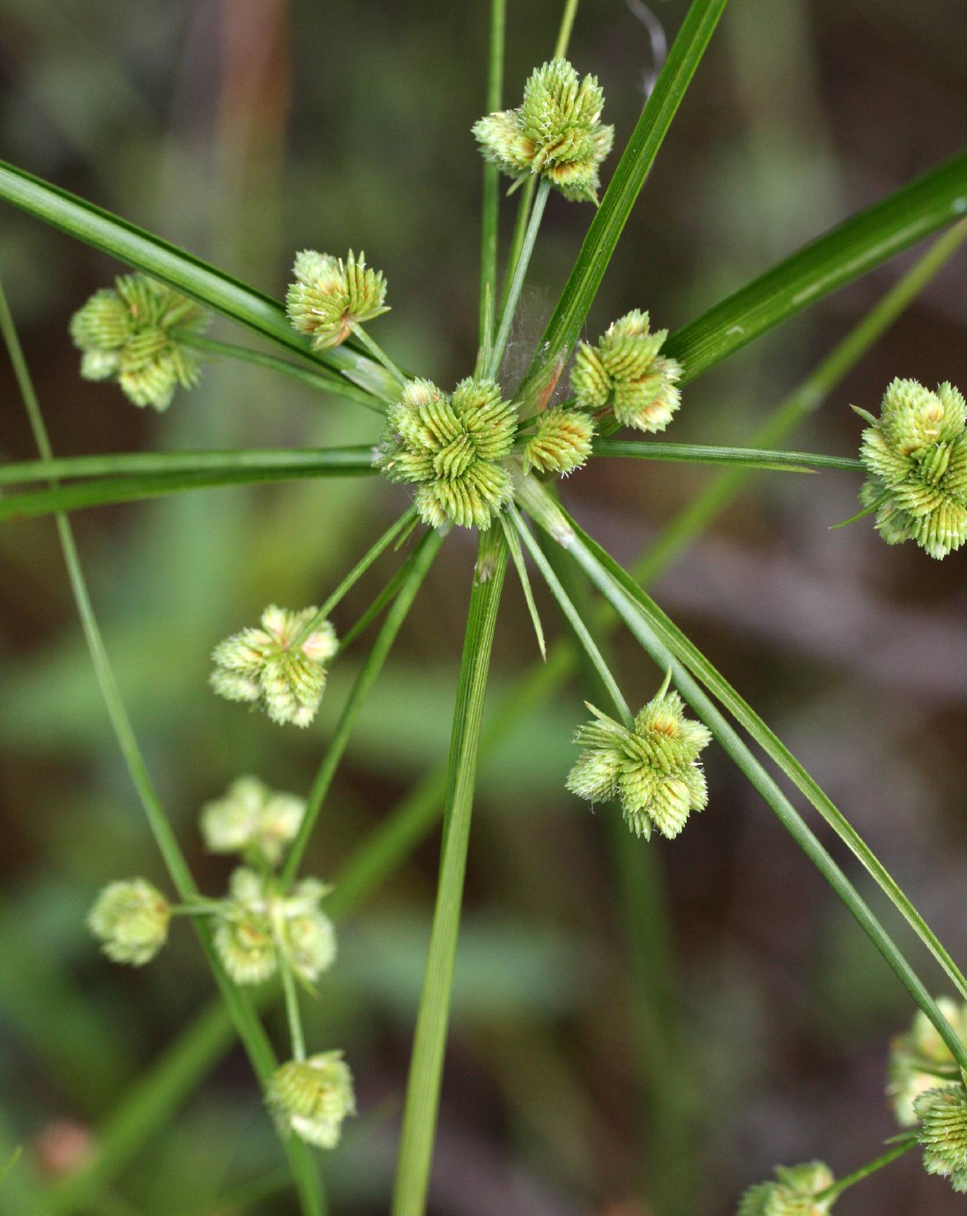 Cyperus pseudovegetus image