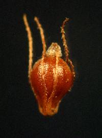 Image of Eleocharis ovata
