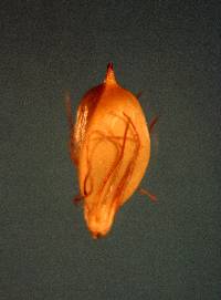 Image of Schoenoplectus subterminalis