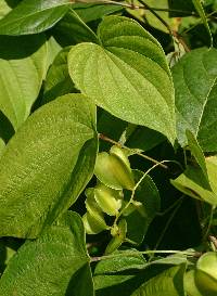 Dioscorea villosa image