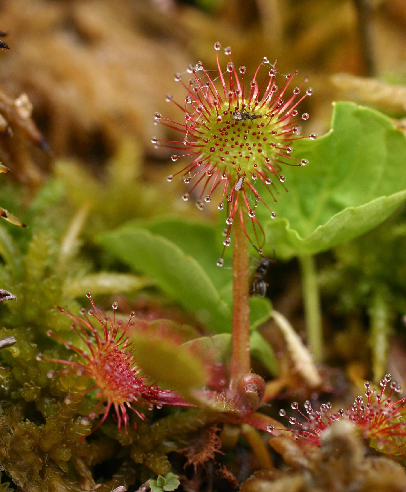 Drosera rotundifolia image