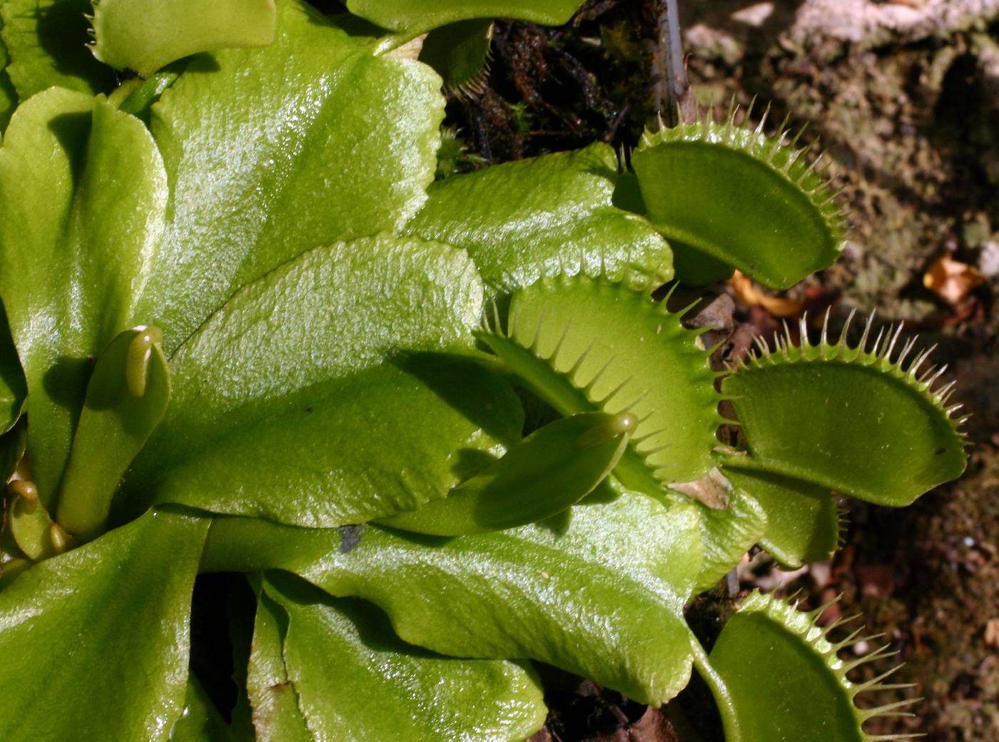 Dionaea muscipula image