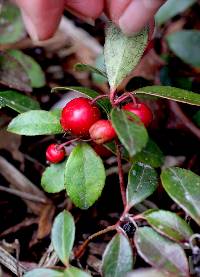 Gaultheria procumbens image