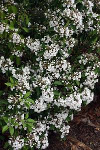 Kalmia latifolia image