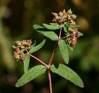 Image of Euphorbia nutans