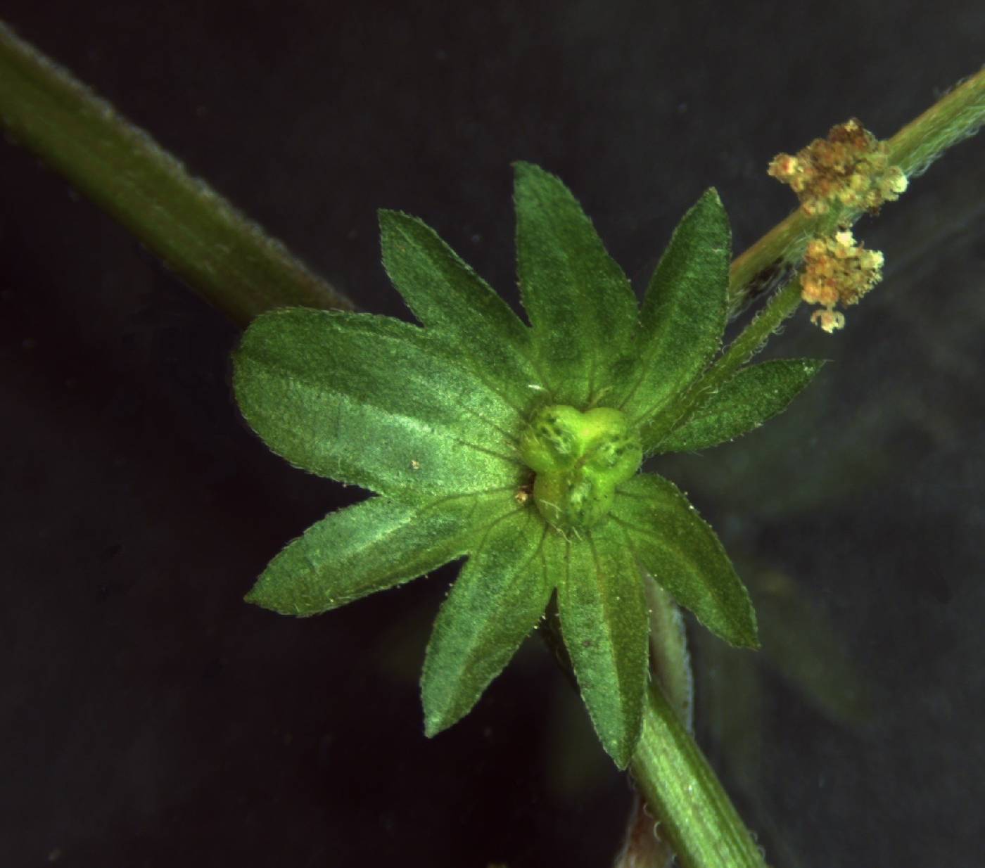 Acalypha virginica var. rhomboidea image