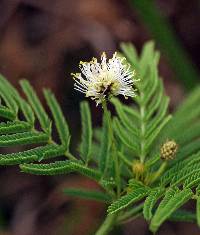 Desmanthus illinoensis image